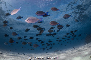 "Follow the Leader" 
A School of Blue Tang flying in for... by Chase Darnell 